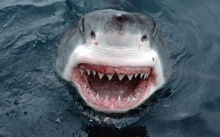 Canadian Woman Loses Hands to Shark Attack